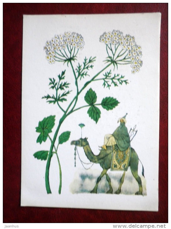 Anise - Pimpinella anisum - by. N. Barbotchenko - plants - camel - 1986 - Russia USSR - unused - JH Postcards