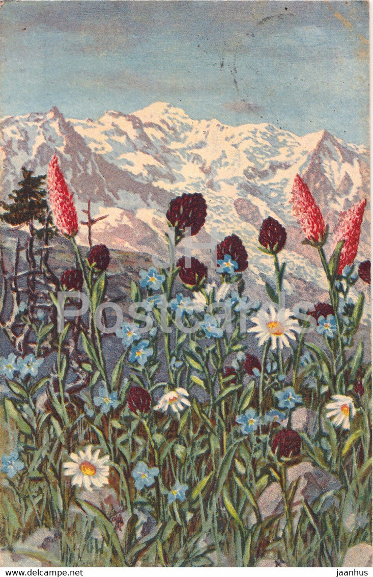 Nigritella angustifolia - Mannertreu - Polygonum Bistrota - flowers - 24407 - old postcard - 1936 - Switzerland - used - JH Postcards
