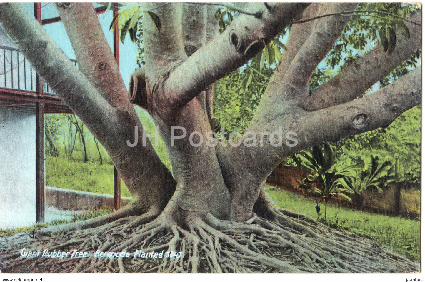 Giant Rubber Tree - Bermuda - Planted 1847 - old postcard - Bermuda - unused - JH Postcards