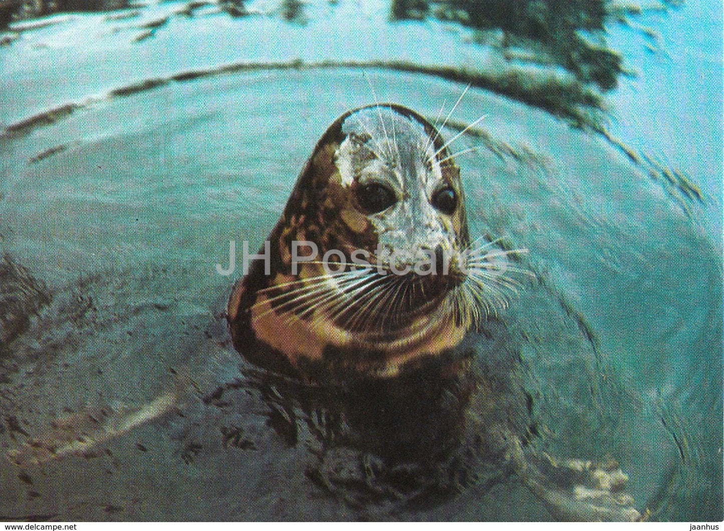 Caspian seal - Pusa caspica - Oceanarium in Batumi - 1989 - Georgia USSR - unused - JH Postcards