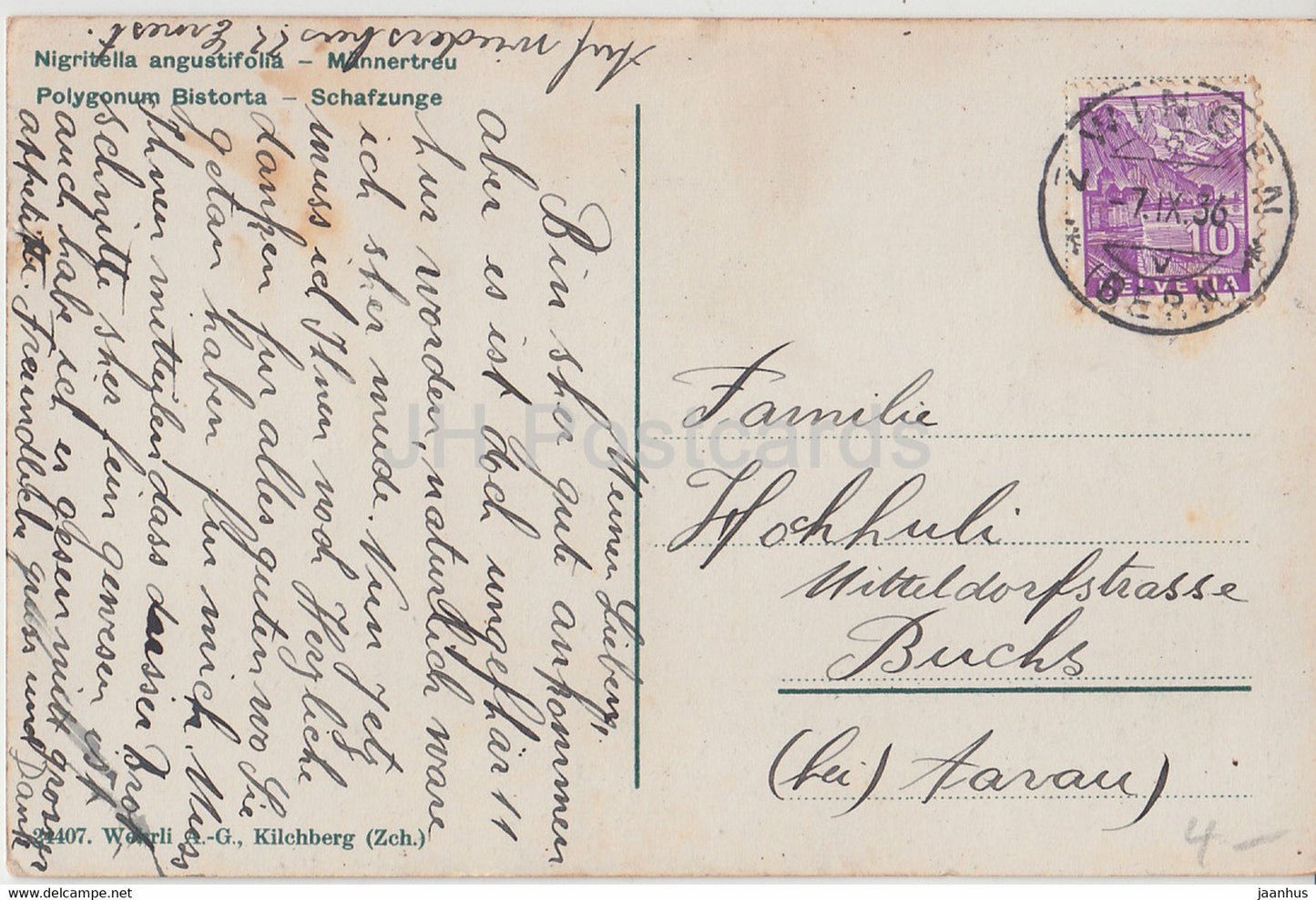 Nigritella angustifolia - Mannertreu - Polygonum Bistrota - fleurs - 24407 - carte postale ancienne - 1936 - Suisse - utilisé