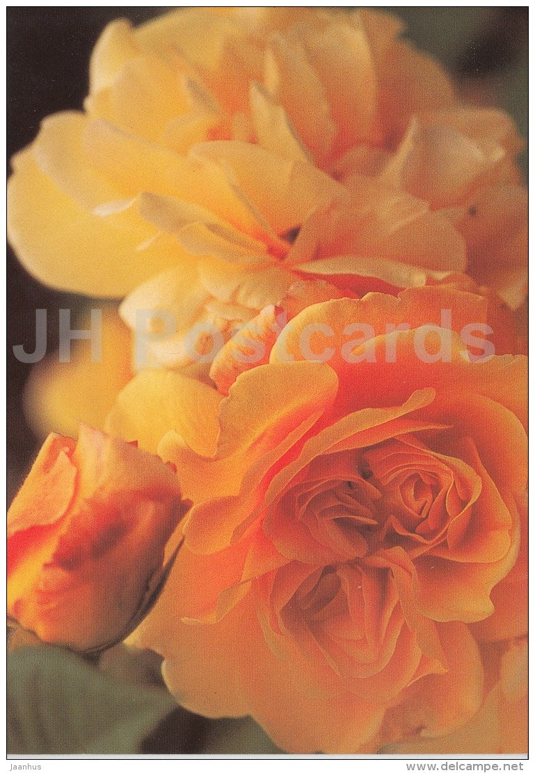 greeting card - The Pilgrim Rose - flowers - used - JH Postcards