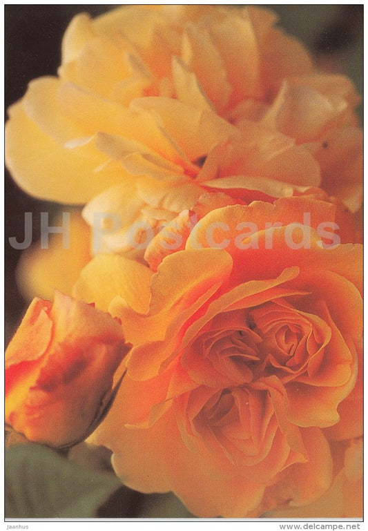 greeting card - The Pilgrim Rose - flowers - used - JH Postcards