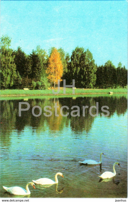 Minsk - The Botanical Gardens of Academy of Sciences of Belarus - birds - swan - 1977 - Belarus USSR - unused - JH Postcards