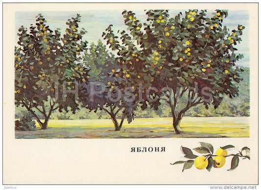 Apple trees - Russian Forest - trees - illustration by G. Bogachev - 1979 - Russia USSR - unused - JH Postcards
