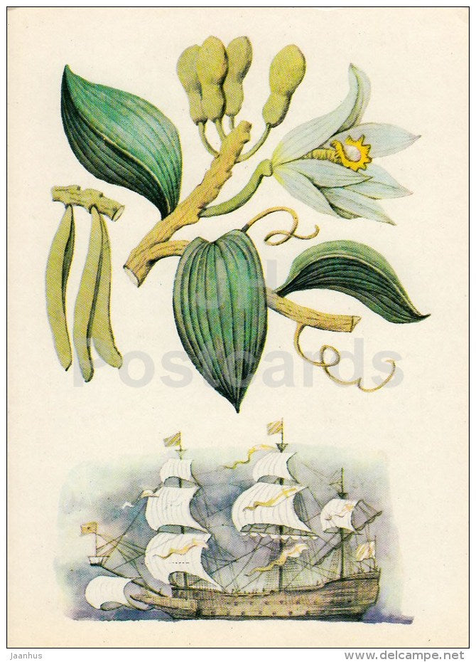 Vanilla - Spice Plants - 1983 - Russia USSR - unused - JH Postcards
