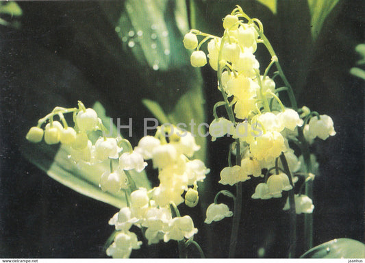 Lily of the Valley - flowers - plants - Bulgaria - unused - JH Postcards