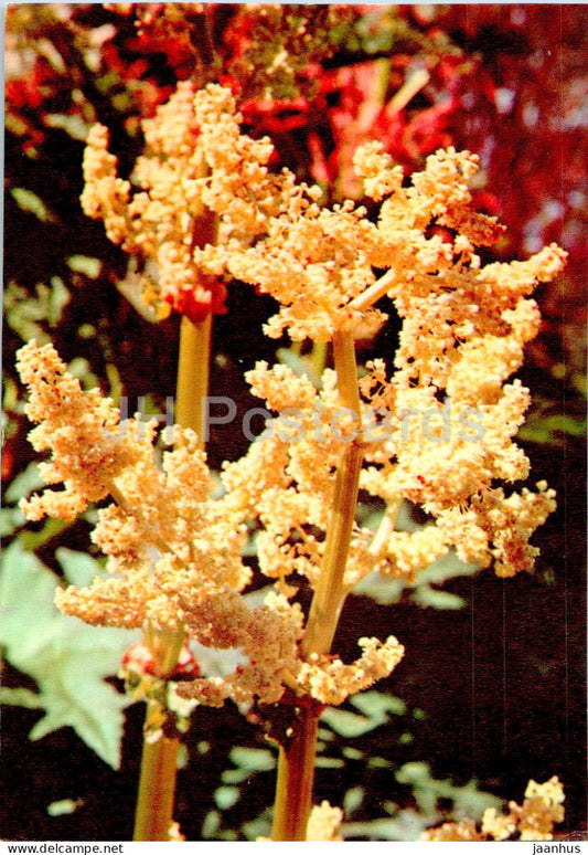 Rheum palmatum - Chinese rhubarb - Medicinal Plants - 1977 - Russia USSR - unused - JH Postcards