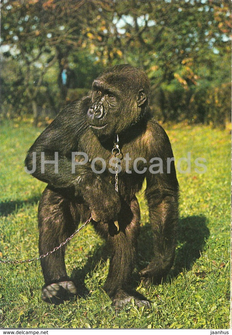 Gorilla - Zoo - Czechoslovakia - Czech Republic - unused - JH Postcards