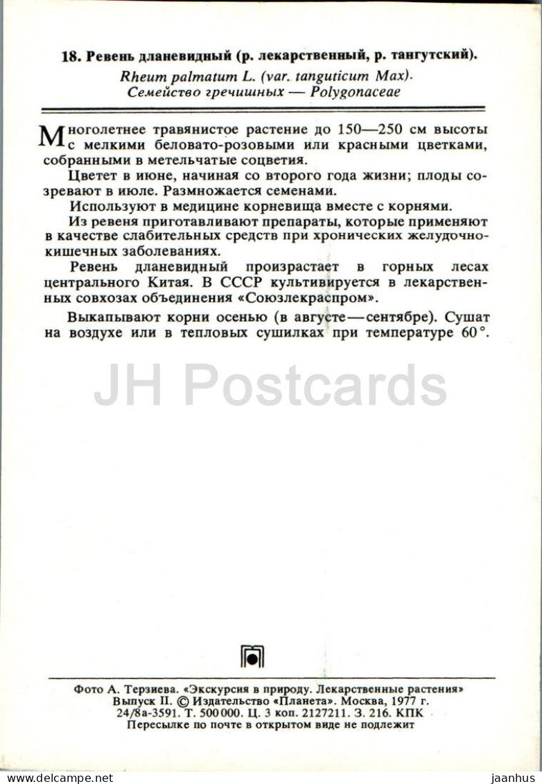 Rheum palmatum - Rhubarbe chinoise - Plantes médicinales - 1977 - Russie URSS - inutilisé 