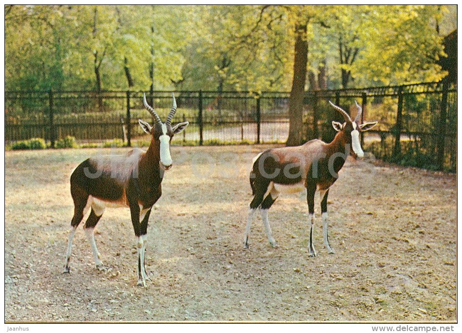 Blesbok - Damaliscus dorcas - Moscow Zoo - 1982 - Russia USSR - unused - JH Postcards