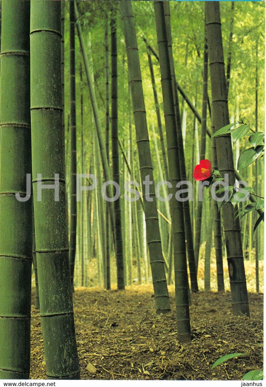 Kyoto - A Path in Saga-Field - Japan - unused - JH Postcards