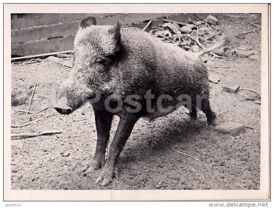 wild boar - 2 - photo - Estonia USSR - unused - JH Postcards