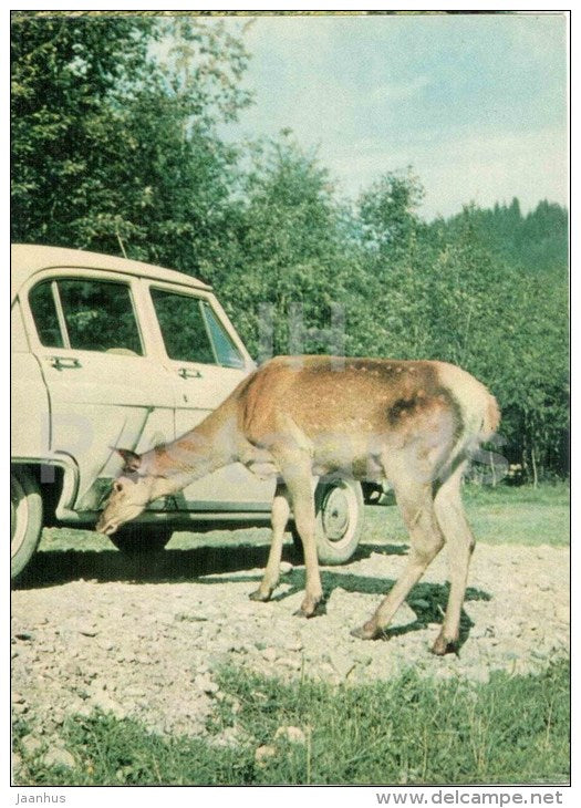 meeting on the road - deer - car Volga - Carpathian Mountains - Karpaty - 1969 - Ukraine USSR - unused - JH Postcards