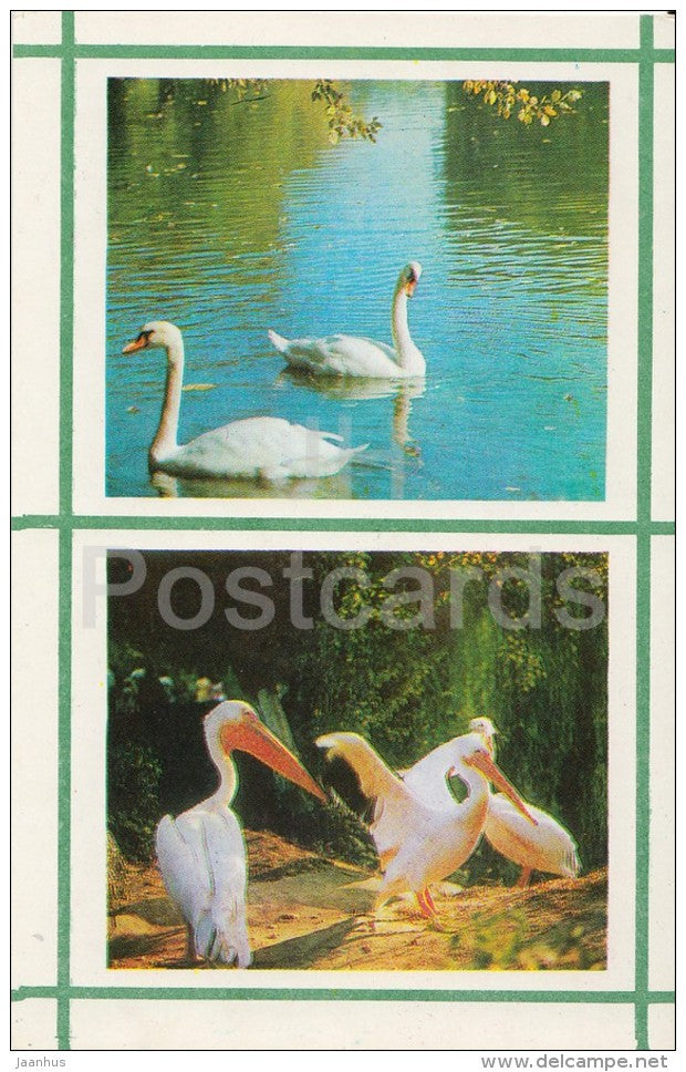 Swan - Pelican - Kiev Kyiv Zoo - 1976 - Ukraine USSR - unused - JH Postcards