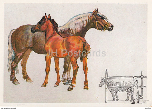 Russian Heavy Draft Horse - illustration by A. Glukharev - horses - animals - 1988 - Russia USSR - unused - JH Postcards
