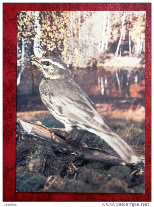 Redwing - Turdus iliacus - birds - 1985 - Russia - USSR - unused - JH Postcards