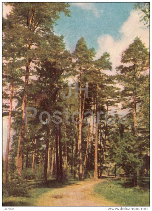 Panemunas forest - old postcard - Lithuania USSR - unused - JH Postcards