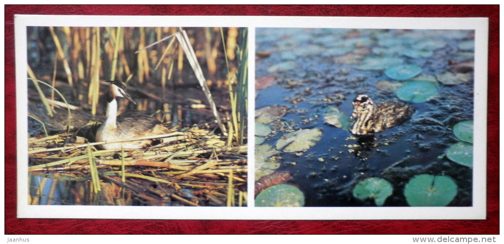 Great Crested Grebe - Podiceps cristatus - birds - 1982 - Russia USSR - unused - JH Postcards