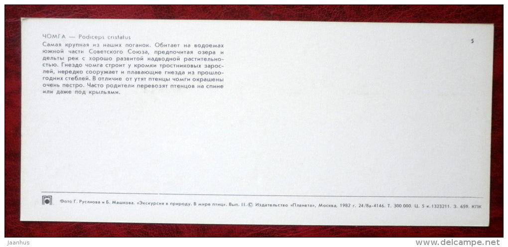 Great Crested Grebe - Podiceps cristatus - birds - 1982 - Russia USSR - unused - JH Postcards