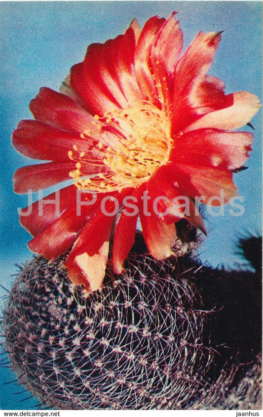 Bolivian Cactus - Lobivia famatimensis - Cactus - Flowers - 1972 - Russia USSR - unused - JH Postcards