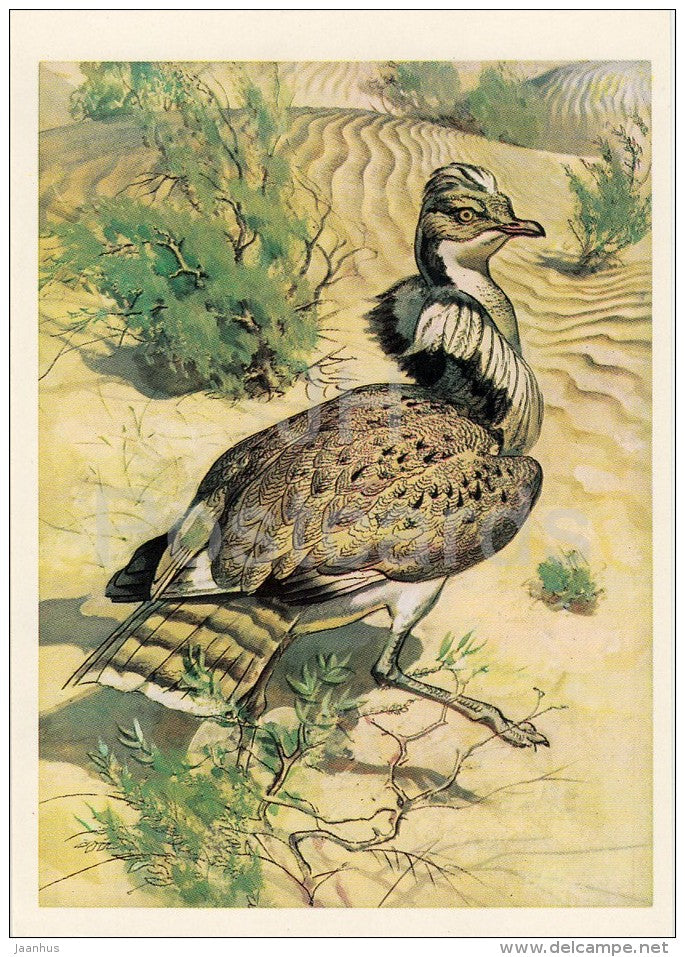 Houbara bustard - Chlamydotis undulata - birds - Endangered species - 1979 - Russia USSR - unused - JH Postcards