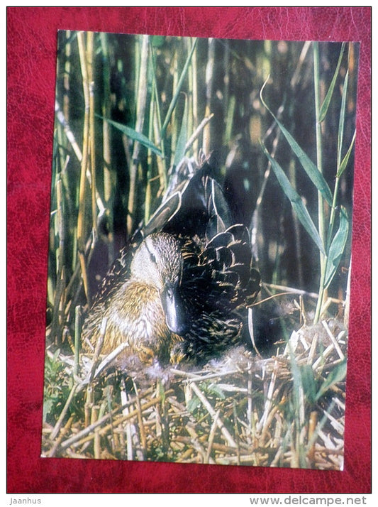 Mallard - Anas platyrhynchos - birds - 1981 - Latvia USSR - unused - JH Postcards