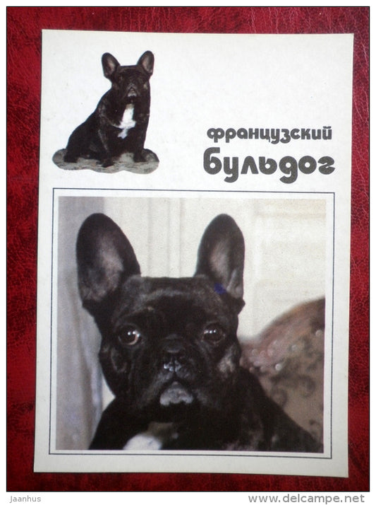 French Bulldog - dogs - 1991 - Russia - USSR - unused - JH Postcards