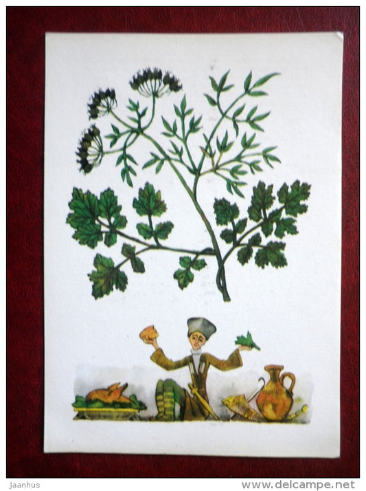 Coriander - Coriandrum sativum - by. N. Barbotchenko - plants - 1986 - Russia USSR - unused - JH Postcards