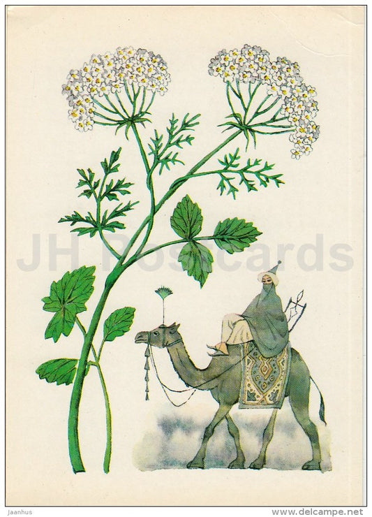 Anise - camel - Spice Plants - 1983 - Russia USSR - unused - JH Postcards