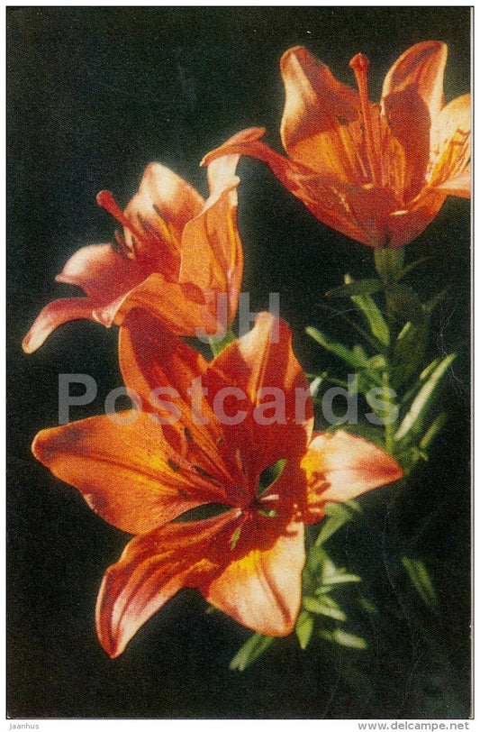 Crocus Lily - flowers - 1974 - Estonia USSR - used - JH Postcards
