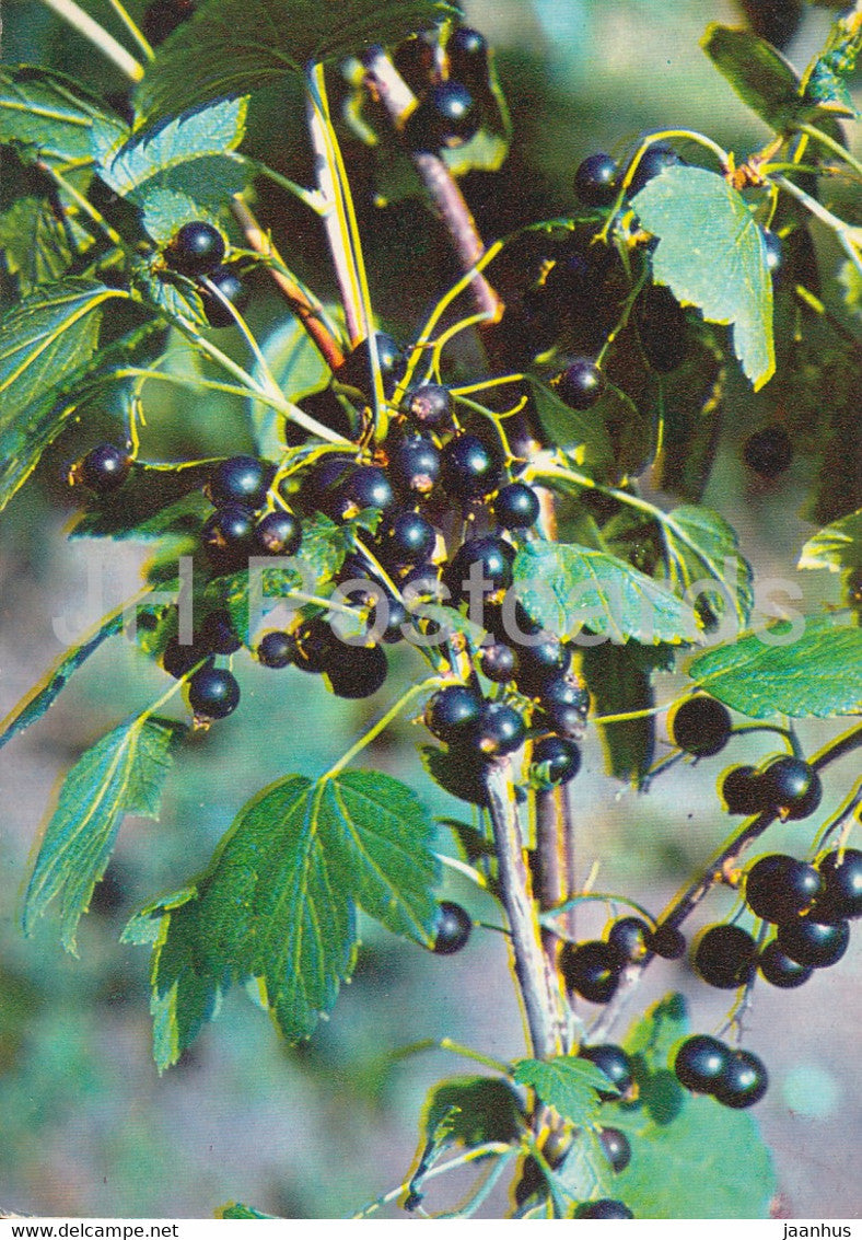 Blackcurrant - Ribes nigrum - Medicinal Plants - 1980 - Russia USSR - unused - JH Postcards