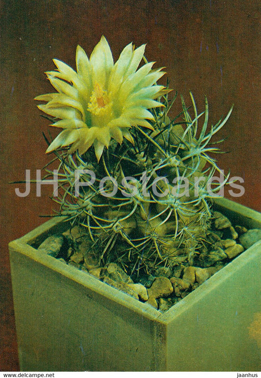 Neochilenia hankeana - cactus - flowers - 1984 - Russia UUSR - unused - JH Postcards