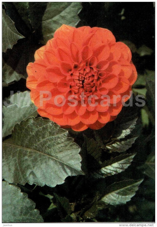 Onyx - dahlia - flowers - Slovakia - Czechoslovakia - unused - JH Postcards