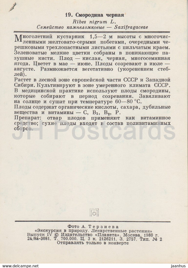 Blackcurrant - Ribes nigrum - Medicinal Plants - 1980 - Russia USSR - unused