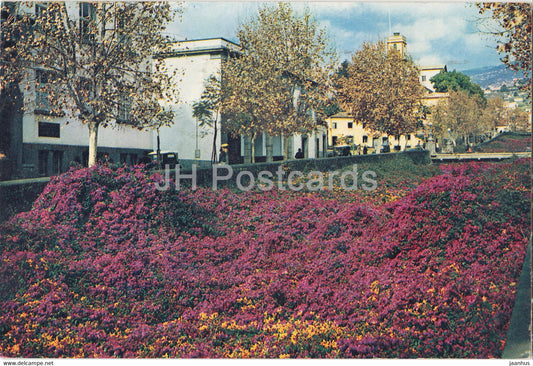 Madeira - Bougainvillea at  Funchal - 526 - 1963 - Portugal - used - JH Postcards
