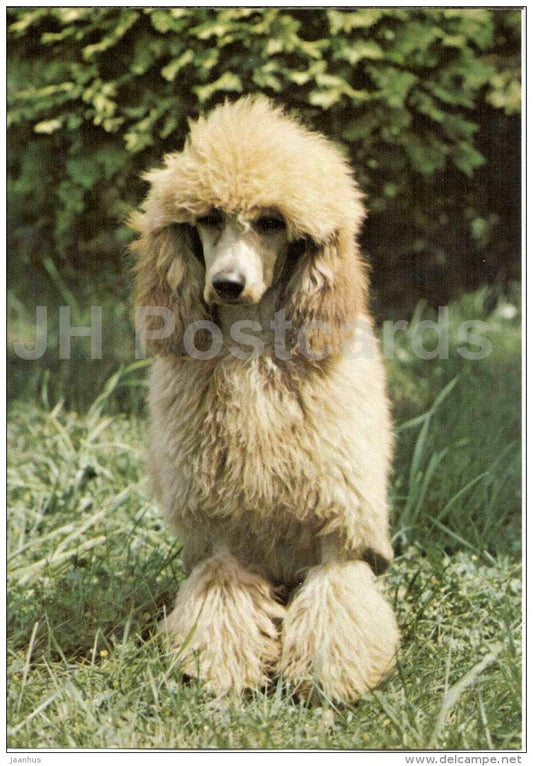 Miniature Apricot Poodle - dog - Russia USSR - unused - JH Postcards