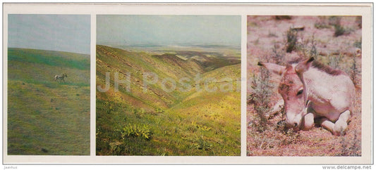 Onager - Kopet Dagh Nature Reserve - 1985 - Turkmenistan USSR - unused - JH Postcards