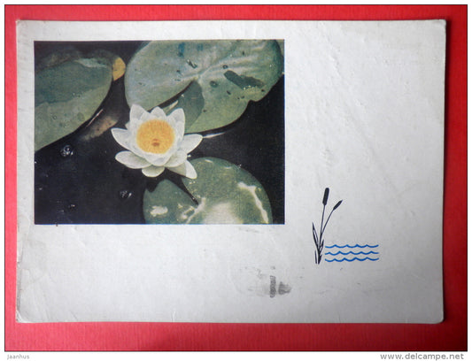 white water lily - flowers - stationery card - 1965 - Russia USSR - used - JH Postcards