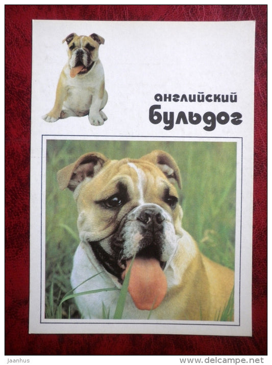 Bulldog - dogs - 1991 - Russia - USSR - unused - JH Postcards
