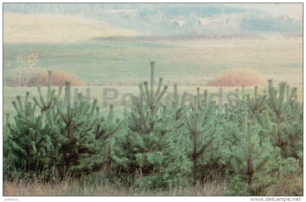 Road to Trigorskoye - Mikhaylovskoye Museum Reserve - Pushkin - 1970 - Russia USSR - unused - JH Postcards