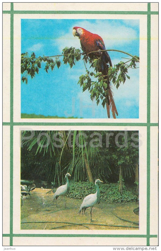 Macaw - Crane-belladonna - Kiev Kyiv Zoo - 1976 - Ukraine USSR - unused - JH Postcards