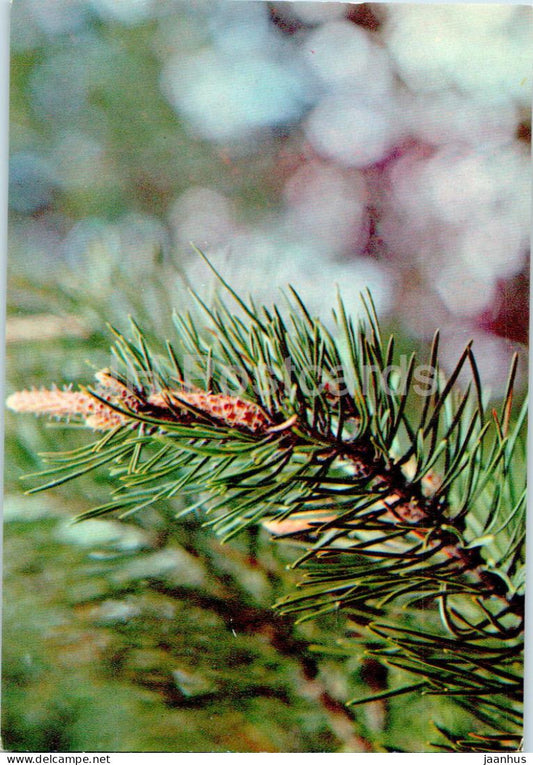 Pinus sylvestris - Baltic Pine - Medicinal Plants - 1977 - Russia USSR - unused - JH Postcards