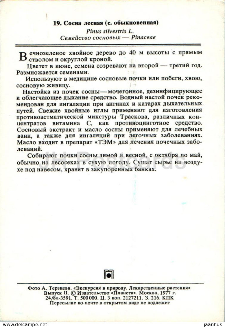 Pinus sylvestris - Pin Baltique - Plantes médicinales - 1977 - Russie URSS - inutilisé 