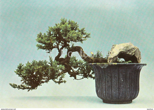 En Suspens - Bonsai tree - plants - Vietnam - unused - JH Postcards