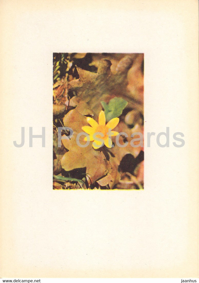 Lesser celandine - Ficaria verna - plants - Latvia USSR - unused - JH Postcards