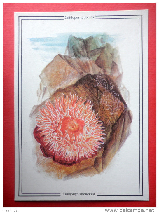 Cnidopus japonicus - Sealife - 1989 - Russia USSR - unused - JH Postcards