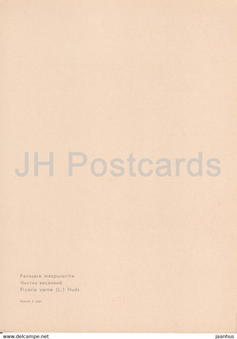 Lesser celandine - Ficaria verna - plants - Latvia USSR - unused