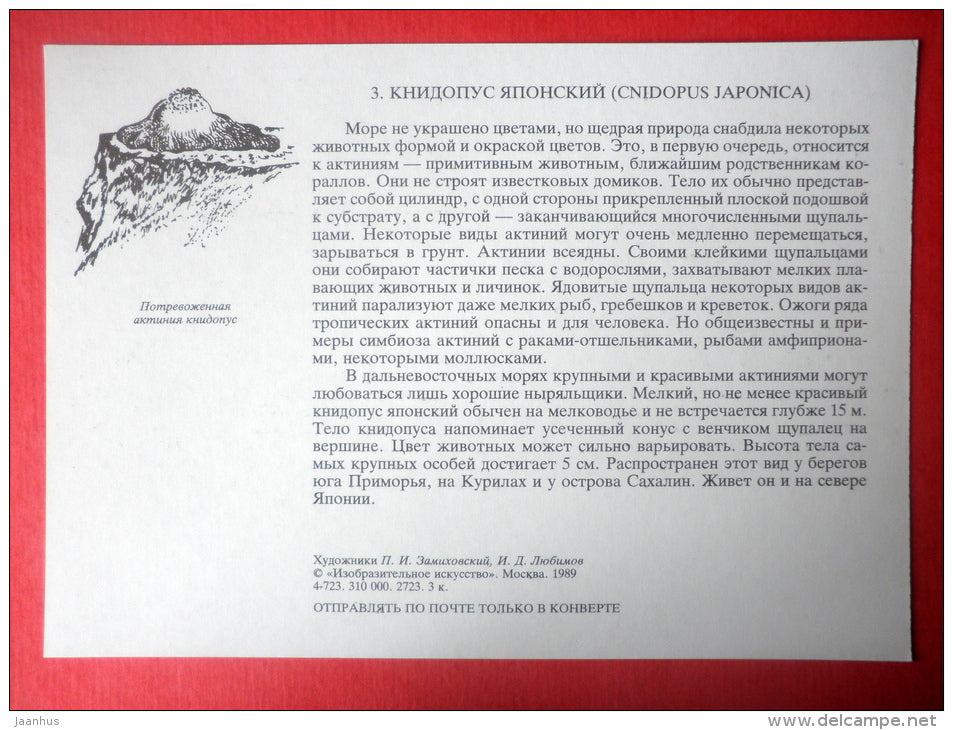 Cnidopus japonicus - Sealife - 1989 - Russia USSR - unused - JH Postcards