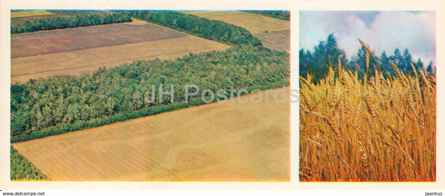 corn field - Forest Wealth - 1981 - Russia USSR - unused - JH Postcards